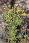 Coastal plain goldenaster